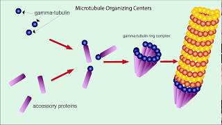 Microtubules Structure and Function [upl. by Adnoek]