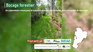 Un laboratoire vivant pour la création dun bocage forestier dans les Landes de Gascogne [upl. by Ailemaj]