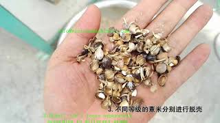 Jobs Tears Hulling Machine Chinese Pearl Barley Dehuller Coix Seed Shelling Machine [upl. by Cort853]