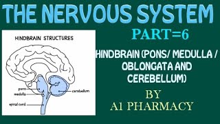 HINDBRAIN  PONS MEDULLA OBLONGATACEREBELLUM [upl. by Harsho]