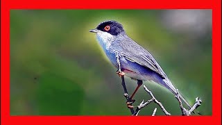 Sardinian Warbler Song Sardinian Warbler Call  Curruca Cabecinegra Canto  Sylvia Melanocephala [upl. by Davida]