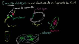 Clonación de ADN y ADN recombinante  Biología  Khan Academy en Español [upl. by Rudman]