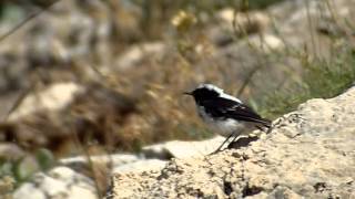 Finchs Wheatear [upl. by Teemus]