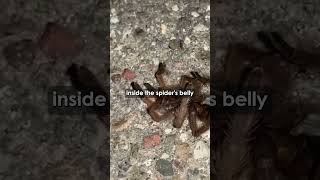 WASPS VS SPIDERS joerogan nature mma jre wasps animals insects comedy [upl. by Ewan]