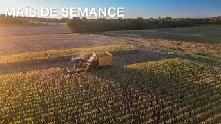 🌽 Récolte de maïs semence  Oxbo 2460 amp Bourgoin 410 10 Rangs [upl. by Tod]