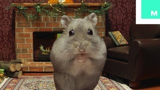 Miniature Hamster Yule Log in 4K [upl. by Aivekahs363]