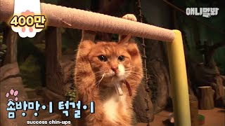 quot너 턱걸이 몇번 치니quot 턱걸이하는 고양이 “How many pullups do you do” A cat doing pullups [upl. by Oramug]