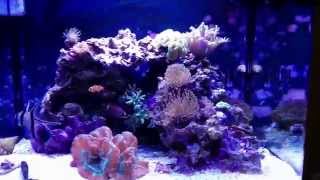 Honest Review Rapid LED Oceanic Biocube 29 [upl. by Enirehtak]