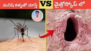 Things Invisible To The Eye Can Only Be Seen Under A Microscope In Telugu  Part2 2 [upl. by Concoff]