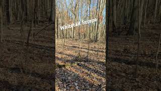 Whitetail Scrape fyp viralvideo hunting deer deerhunting whitetaildeer [upl. by Dikmen909]