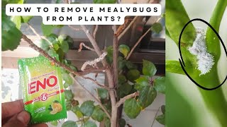 2 मिनट में सफेद कीड़े सें छुटकारा। Mealybug treatment for plant  remove mealybug from any plant 🪴 [upl. by Htnamas157]