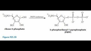 Synthesis of Phosphoribosyl Pyrophosphate PRPP Explanation [upl. by Ihana92]