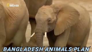 LifeofElephantsNationalGeographicDocumentaryHD2022Wildlifenational animals 20 [upl. by Ocsirf]