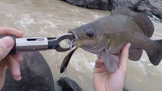 Upper Reaches Burdekin River Part 1Abu GarciaBERKLEY Shimma shadpower blade [upl. by Adnuahs997]