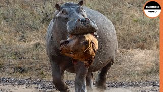 Hippo Grabs The Lions Head As Revenge For the Loss of His Mother [upl. by Lay316]