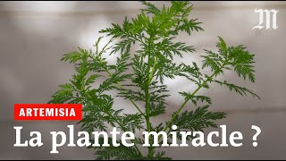 Artemisia contre le Covid19  que disent les scientifiques [upl. by Leiram89]