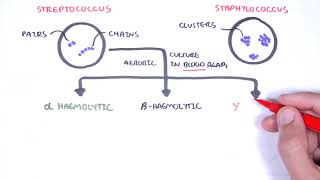 Microbiology  Streptococcus species [upl. by Ahcsropal]