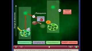 Fotofosforilación ciclica y no ciclica [upl. by Adnilec639]