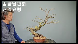 송광납판화 히어리관리요령 Korean winter hazel Corylopsis coreana bonsai [upl. by Acinnad]