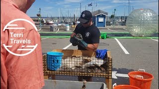 Shucking Scallops in Nova Scotia [upl. by Gildea]