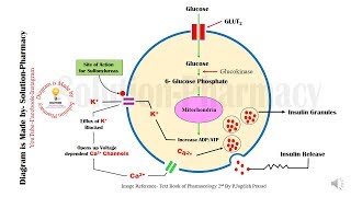 Sulfonylurease Mechanism of Action Animation  Anti Diabetics  Sulfonylurease  Diabetes Mellitus [upl. by Akcirret]