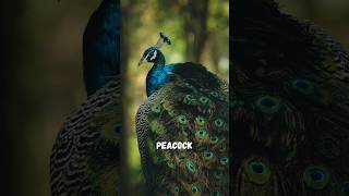 Amazing Peacock Facts The King of Birds shorts [upl. by Aruat]