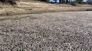 Millions of dead fish clog in the Darling River on Friday March 17 near the town of Menindee around [upl. by Lavern]