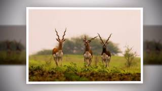 Barasingha deer  wilderness Attacks wildlife [upl. by Norita]