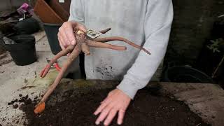 Planting Eremurus  Burncoose Nurseries [upl. by Ilse]