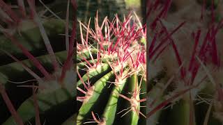 Ferocactus pilosus cactus greenhouse plant of the day cacti ferocactus cactus shorts [upl. by Lammond]