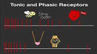 Physiology Tonic and Phasic Receptors Made Easy [upl. by Ahsitaf]