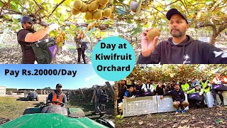 How Kiwifruit is Picked in New Zealand  ਕਿਵੇ ਟੁੱਟਦਾ ਨਿਉਜੀਲੈਂਡ ਦਾ ਕੀਵੀ ਫਰੂਟ  Pay Rs20000Day [upl. by Etienne]