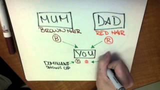 The Difference Between Genes and Alleles [upl. by Ahtanaram]