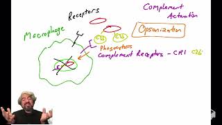 Opsonization and the complement system [upl. by Myrvyn]