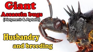 How to care for Giant Assassin Bugs Platymeris amp Psytalla [upl. by Suoiradal144]