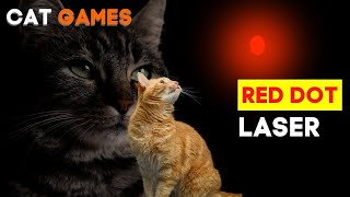 Why Do Cats Chase Lasers  Why Are Cats Fascinated With Lasers [upl. by Arzed147]