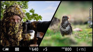 2 AUTOFOCUS TECHNIQUES you must master for Wildlife Photography  shutter and back button autofocus [upl. by Ayifa]