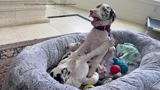 Siblings Enjoy 12 Week Old Harlequin Great Dane Puppies Wrestling Reunion [upl. by Eiznikcm]