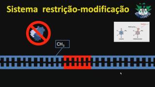 Enzimas de restriçãoParte 02 [upl. by Roban]