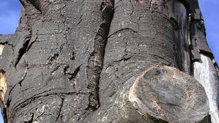 STILL STANDING STRONG  Tall pollarded TREE TRUNK has been left to slowly decay [upl. by Esenej555]