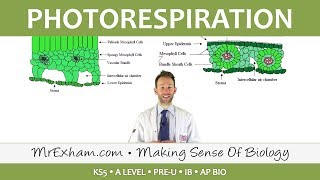 C3 and C4 Plants  Photorespiration  Post 16 Biology A Level PreU IB K12 [upl. by Talbott]