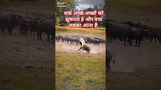 वक्त अच्छे अच्छों को झुकाता हे और वक्त सबका आता है animal motivation sorts [upl. by Alvinia]