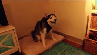 Sneezing husky explosion meme [upl. by Denn711]