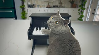 I Taught My Cat to Play Mozart [upl. by Breech]