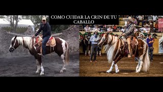 COMO CUIDAR LAS CRINES DE TU CABALLO PATROCINADO POR MANE ´N TAIL [upl. by Cardie]