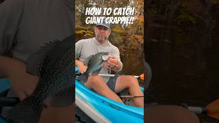 How to catch giant crappie the easy way fishing fishingtips fishingvideo crappiefishing crappie [upl. by Nnaacissej]