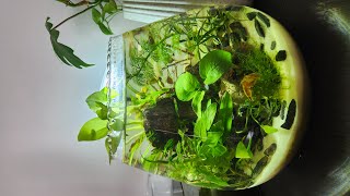 Ecosystem Bowl 3 weeks update No CO2 No Filter No Waterchange planted bowl with easy Plants [upl. by Ttehr]