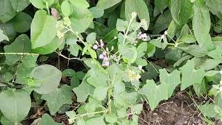 Vernonia cinerea  ash coloured fleaBane   सह देवी [upl. by Kirstyn530]