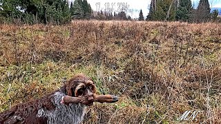 Nagrania z kamerki przy ofierze wilków i poszukiwania ofiary bo niedźwiedź znowu ją ukrył [upl. by Thesda]