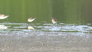 Sanderling with semipalmated sandpipers [upl. by Deeraf]